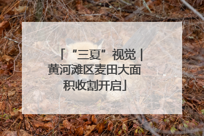 “三夏”视觉｜黄河滩区麦田大面积收割开启