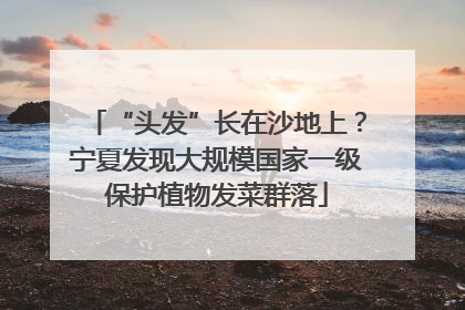 “头发”长在沙地上？宁夏发现大规模国家一级保护植物发菜群落