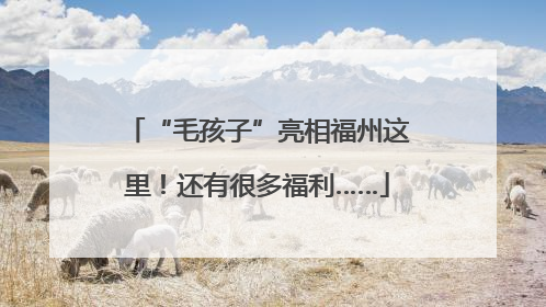 “毛孩子”亮相福州这里！还有很多福利……