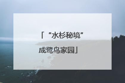 “水杉秘境”成鹭鸟家园