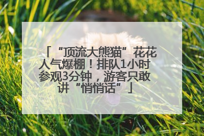 “顶流大熊猫”花花人气爆棚！排队1小时参观3分钟，游客只敢讲“悄悄话”