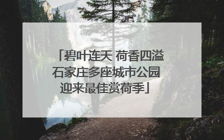 碧叶连天 荷香四溢 石家庄多座城市公园迎来最佳赏荷季