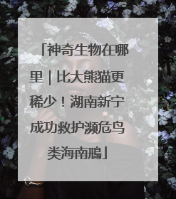 神奇生物在哪里｜比大熊猫更稀少！湖南新宁成功救护濒危鸟类海南鳽