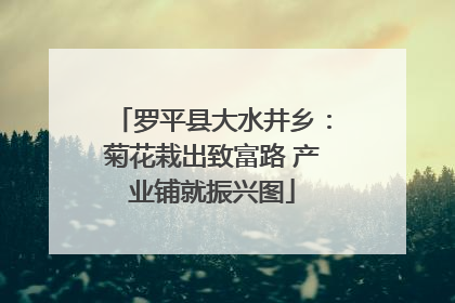 罗平县大水井乡：菊花栽出致富路 产业铺就振兴图