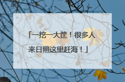 一挖一大筐！很多人来日照这里赶海！