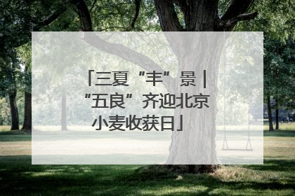 三夏“丰”景｜“五良”齐迎北京小麦收获日