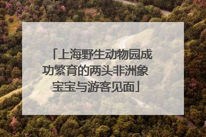 上海野生动物园成功繁育的两头非洲象宝宝与游客见面
