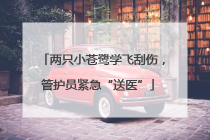 两只小苍鹭学飞刮伤，管护员紧急“送医”