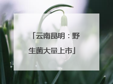 云南昆明：野生菌大量上市