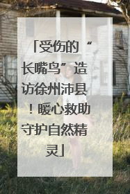 受伤的“长嘴鸟”造访徐州沛县！暖心救助守护自然精灵