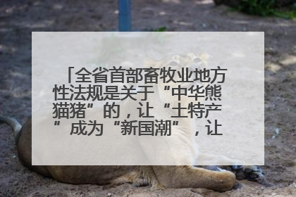 全省首部畜牧业地方性法规是关于“中华熊猫猪”的，让“土特产”成为“新国潮”，让“农产品”升格为“城市IP”