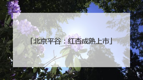 北京平谷：红杏成熟上市