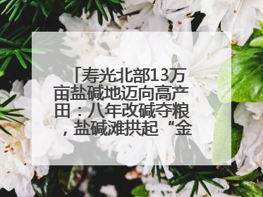 寿光北部13万亩盐碱地迈向高产田：八年改碱夺粮，盐碱滩拱起“金粮仓”