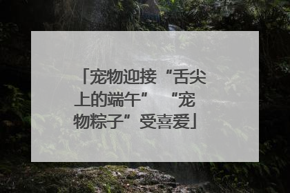 宠物迎接“舌尖上的端午” “宠物粽子”受喜爱