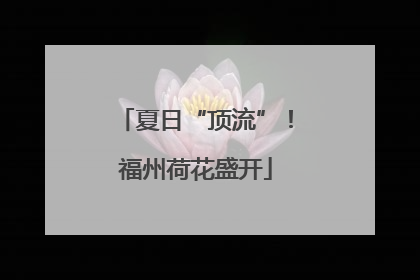 夏日“顶流”！福州荷花盛开