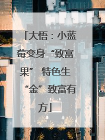 大悟：小蓝莓变身“致富果” 特色生“金”致富有方