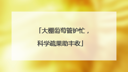 大棚葡萄管护忙，科学疏果助丰收