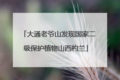 大通老爷山发现国家二级保护植物山西杓兰