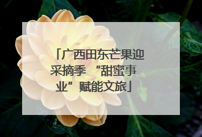 广西田东芒果迎采摘季 “甜蜜事业”赋能文旅