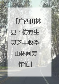 广西田林县：仿野生灵芝丰收季 山林间劳作忙