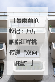 暴雨前抢收记：万斤胭脂红鲜桃传递“双向甜蜜”