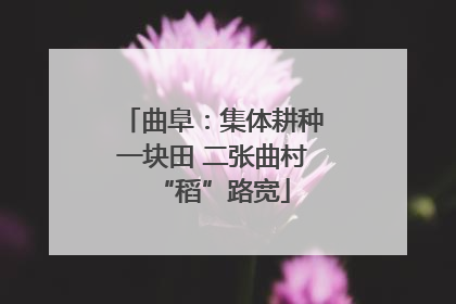 曲阜：集体耕种一块田 二张曲村“稻”路宽