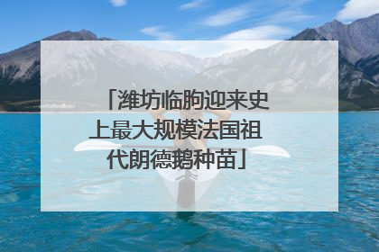 潍坊临朐迎来史上最大规模法国祖代朗德鹅种苗