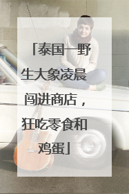 泰国一野生大象凌晨闯进商店，狂吃零食和鸡蛋