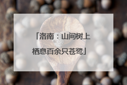 洛南：山间树上栖息百余只苍鹭
