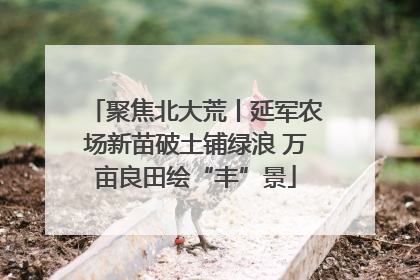 聚焦北大荒丨延军农场新苗破土铺绿浪 万亩良田绘“丰”景