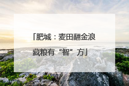 肥城：麦田翻金浪藏粮有“智”方
