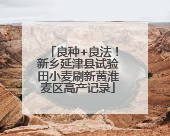 良种+良法！新乡延津县试验田小麦刷新黄淮麦区高产记录