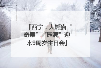 西宁：大熊猫“奇果”“园满”迎来9周岁生日会