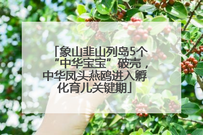 象山韭山列岛5个“中华宝宝”破壳，中华凤头燕鸥进入孵化育儿关键期