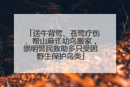 送牛背鹭、苍鹭疗伤、帮山麻雀幼鸟搬家，崇明警民救助多只受困野生保护鸟类