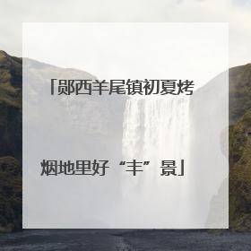 郧西羊尾镇初夏烤烟地里好“丰”景