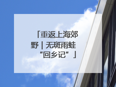 重返上海郊野｜无斑雨蛙“回乡记”