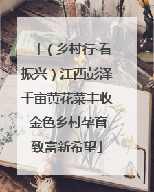 （乡村行·看振兴）江西彭泽千亩黄花菜丰收 金色乡村孕育致富新希望