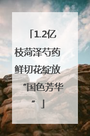 1.2亿枝菏泽芍药鲜切花绽放“国色芳华”